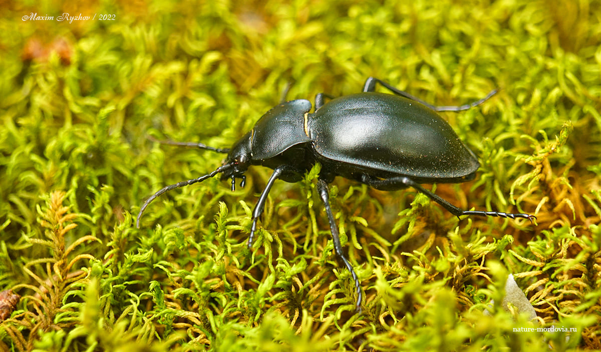 Жужелица выпуклая (Carabus glabratus)