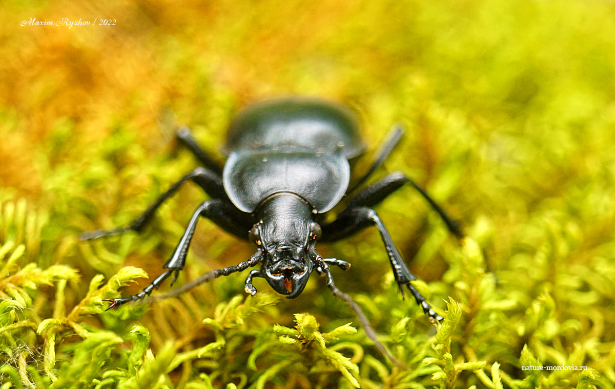 Жужелица выпуклая (Carabus glabratus)
