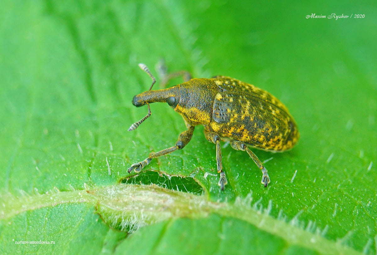 Чертополоховый ларин (Larinus sturnus)