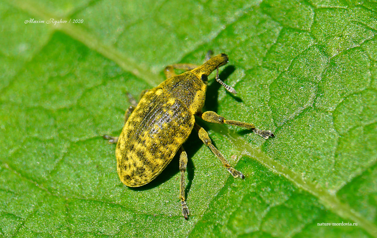 Чертополоховый ларин (Larinus sturnus)