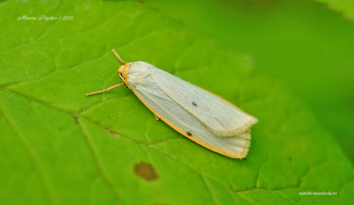 Лишайница красивая (Cybosia mesomella)