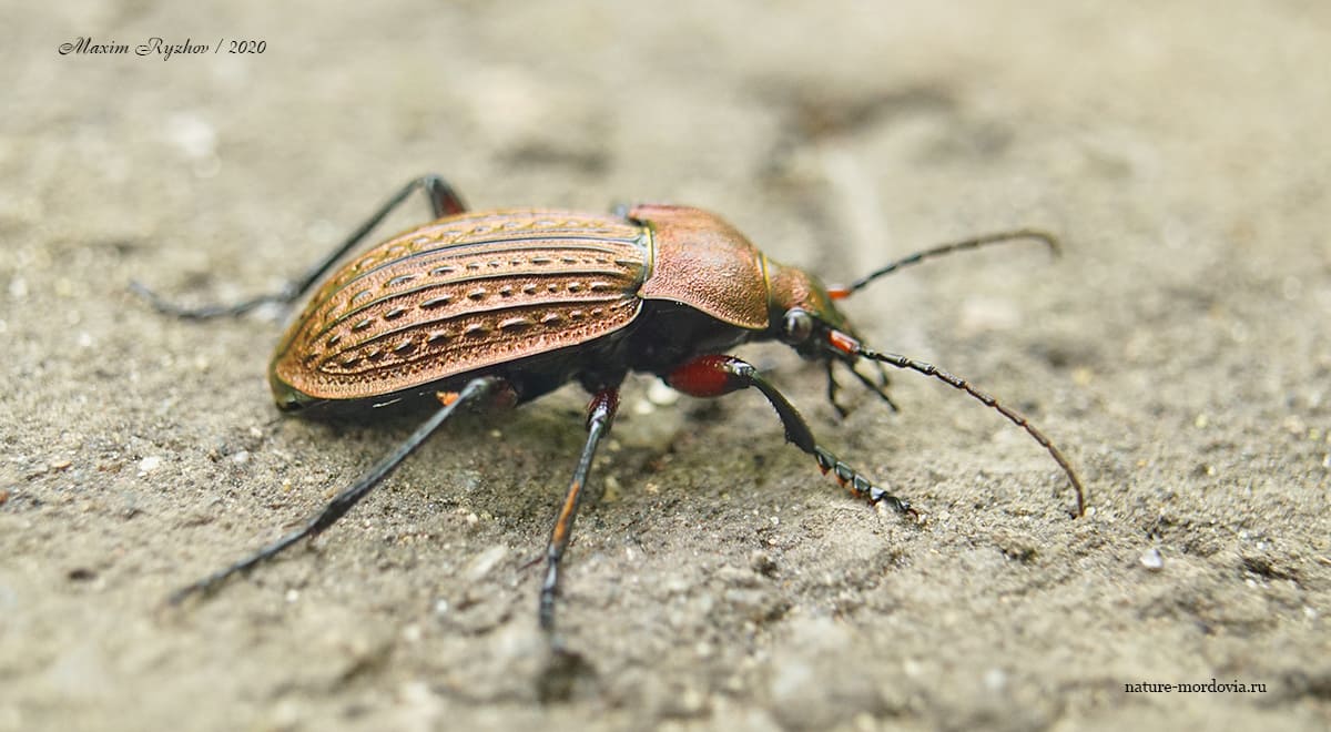 Жужелица решётчатая (Carabus cancellatus)