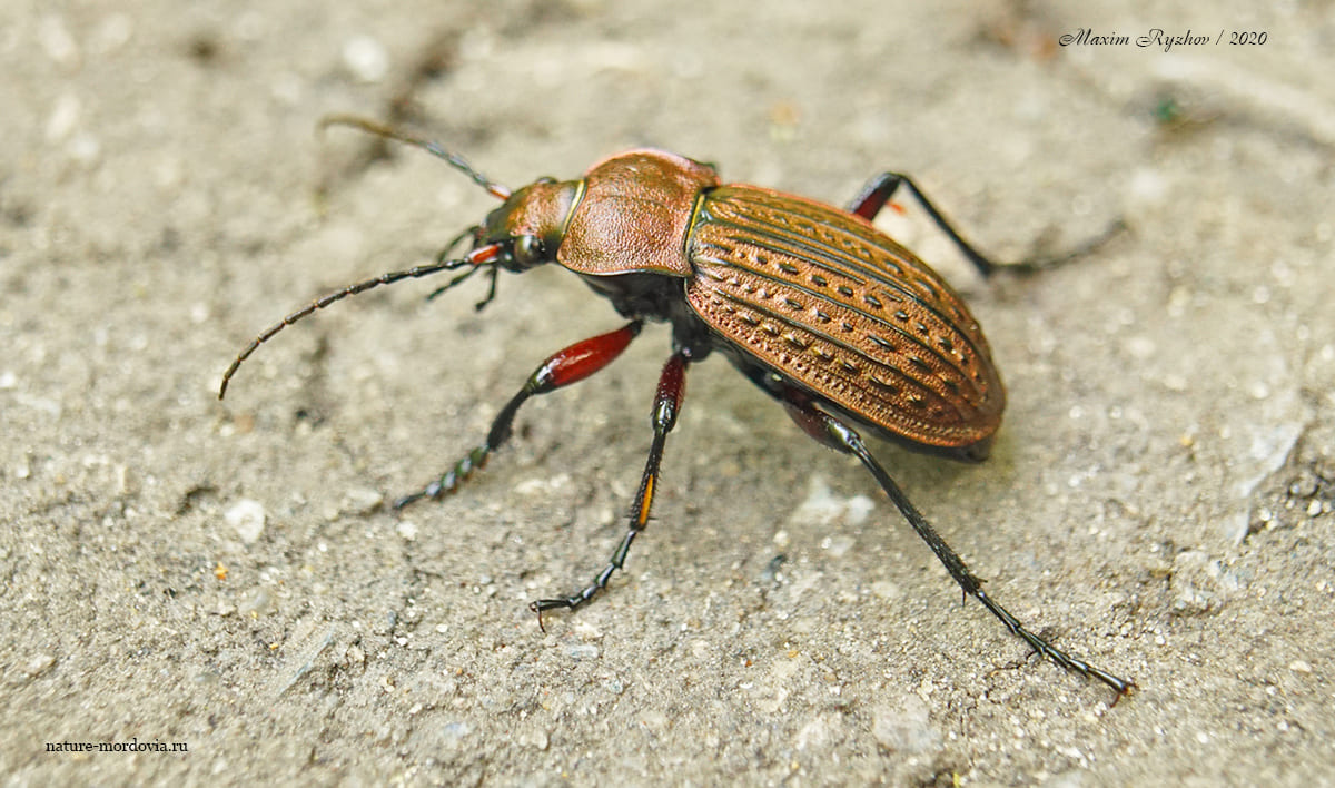 Жужелица решётчатая (Carabus cancellatus)