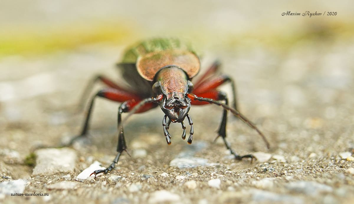 Жужелица решётчатая (Carabus cancellatus)