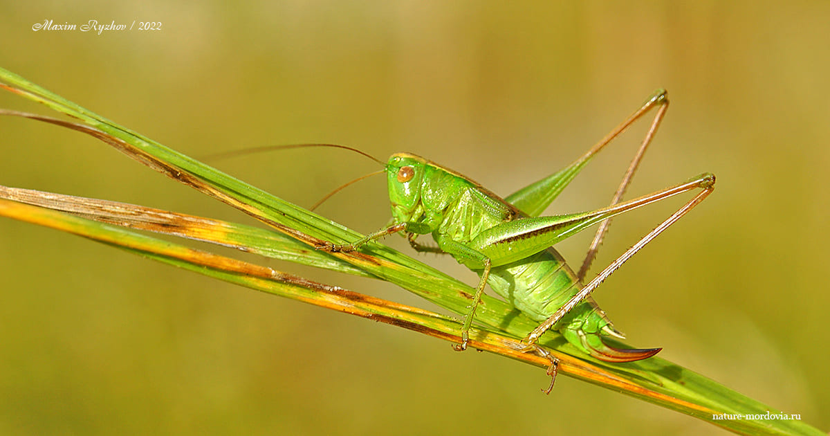 Скачок двухцветный (Bicolorana bicolor)