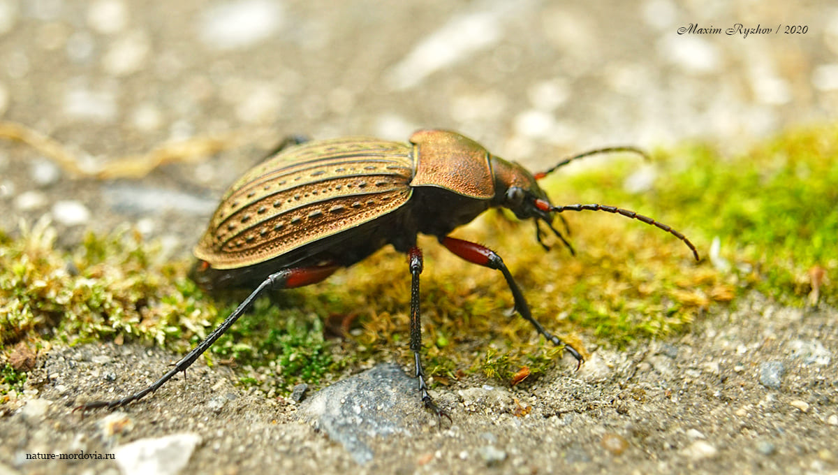 Жужелица решётчатая (Carabus cancellatus)