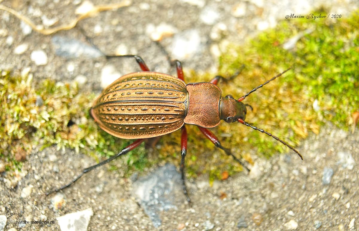 Жужелица решётчатая (Carabus cancellatus)