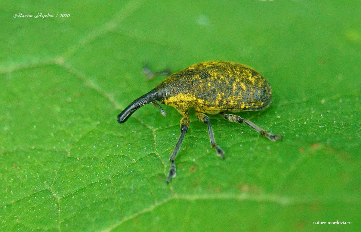 Чертополоховый ларин (Larinus sturnus)