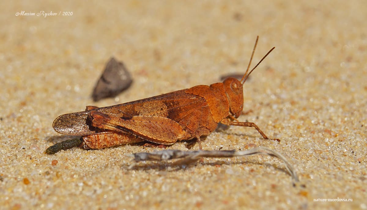Кобылка голубокрылая (Oedipoda caerulescens)