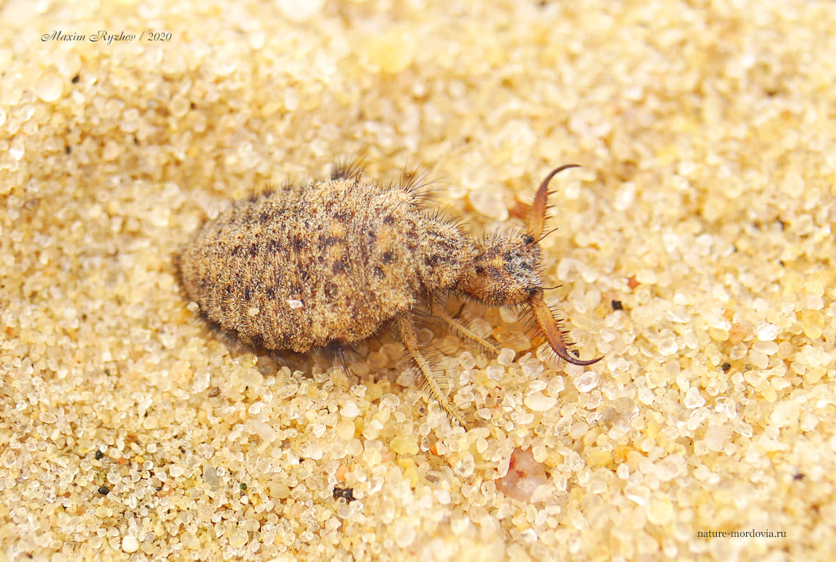 Обыкновенный муравьиный лев (Myrmeleon formicarius)