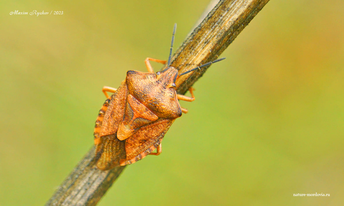 Щитник черноусый (Carpocoris purpureipennis)