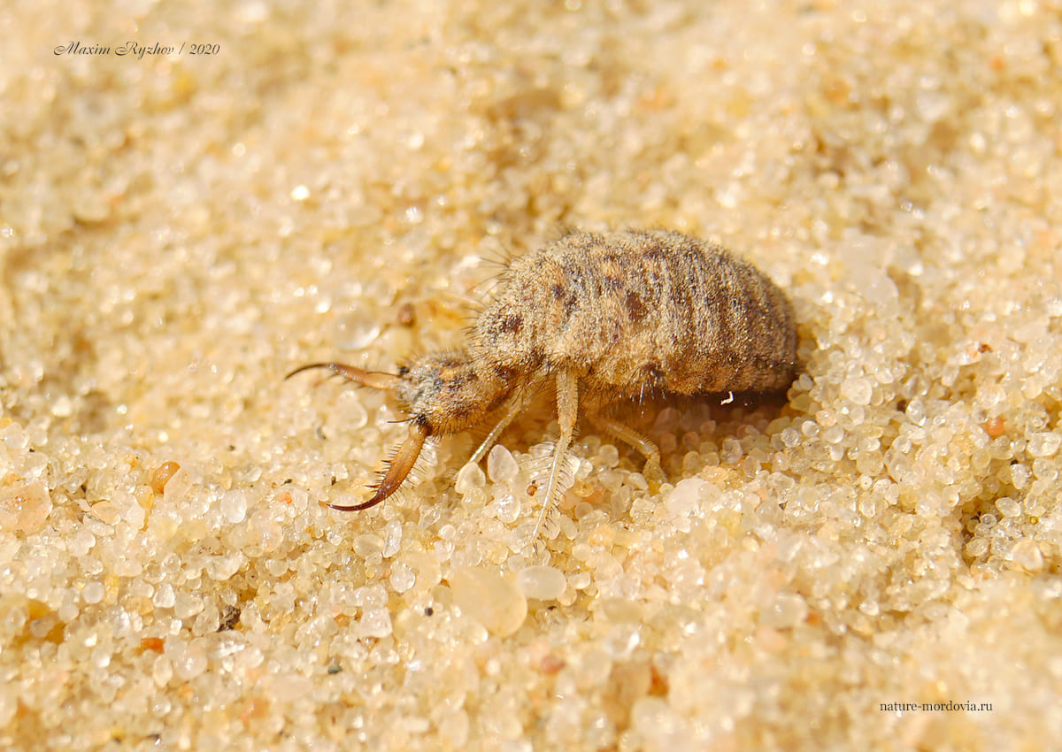 Обыкновенный муравьиный лев (Myrmeleon formicarius)