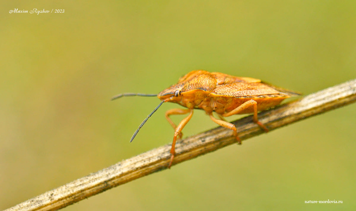 Щитник черноусый (Carpocoris purpureipennis)