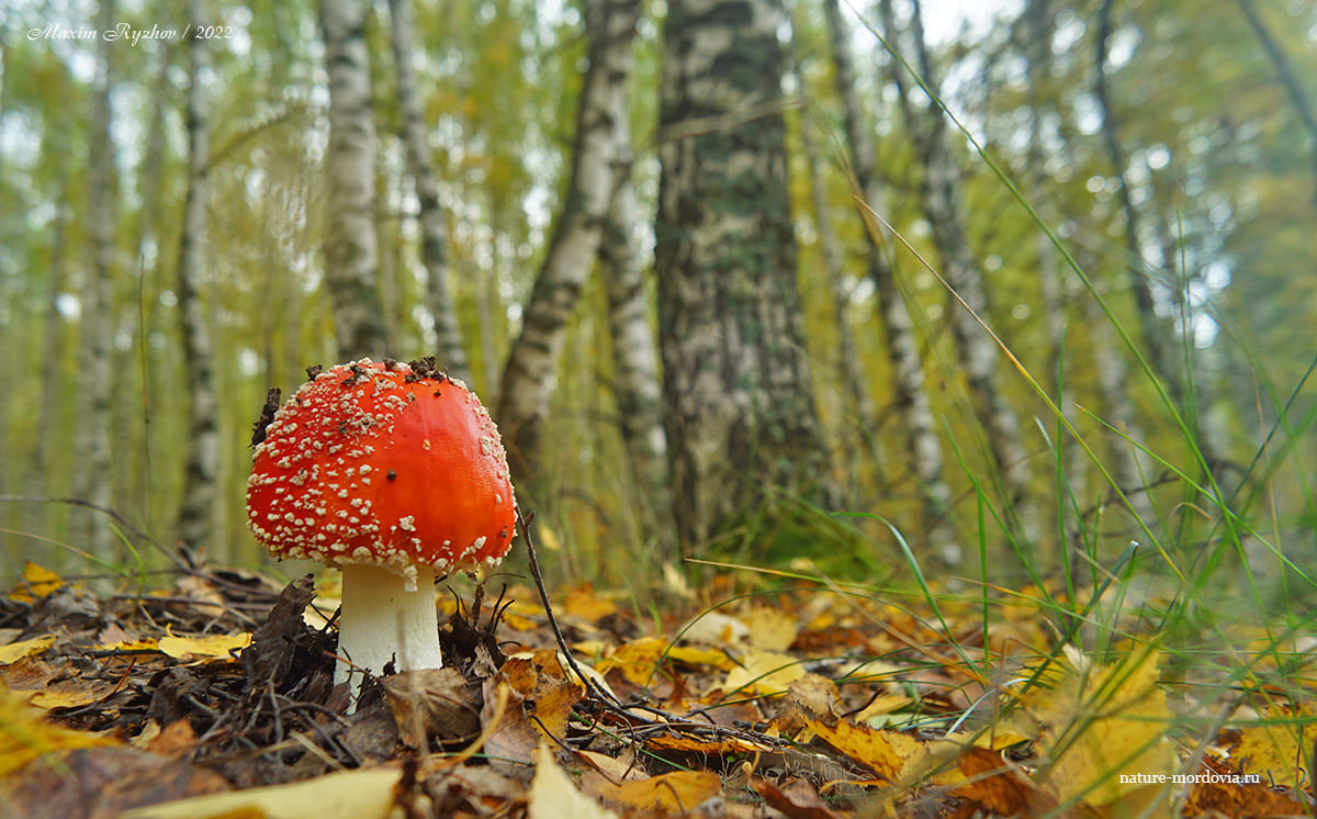 Мухомор красный (Amanita muscaria)