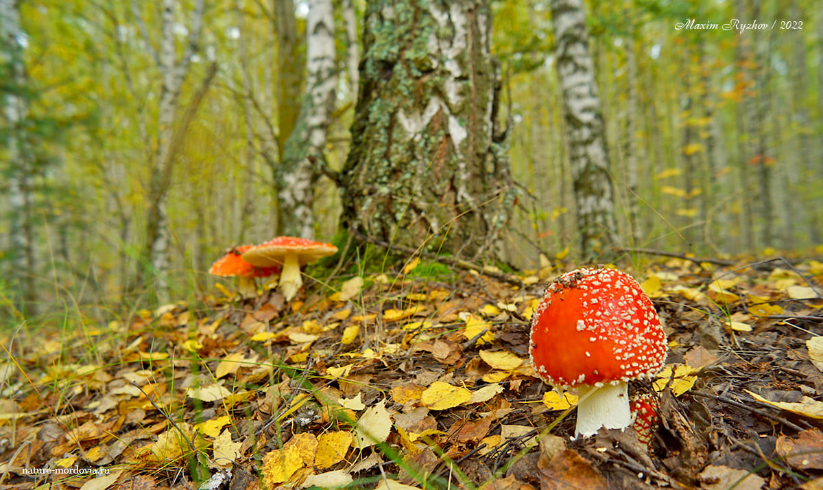 Мухомор красный (Amanita muscaria)
