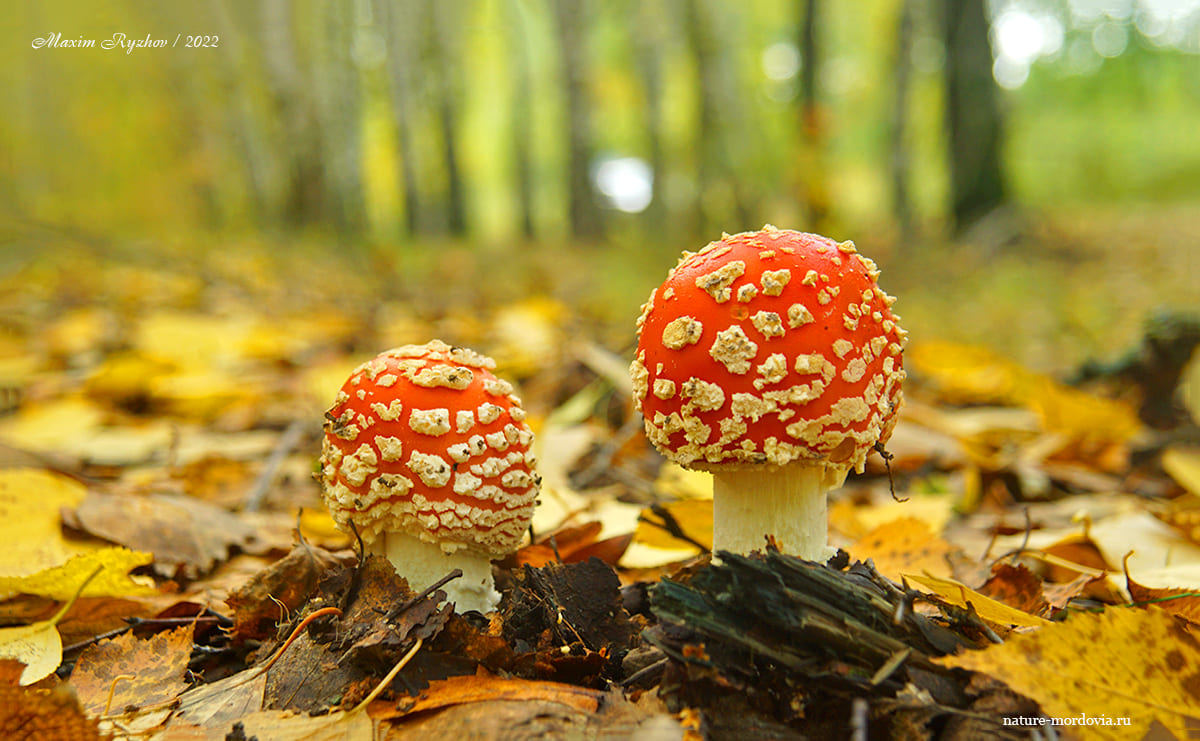 Мухомор красный (Amanita muscaria)