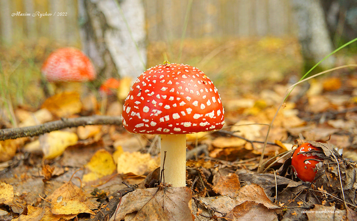 Мухомор красный (Amanita muscaria)