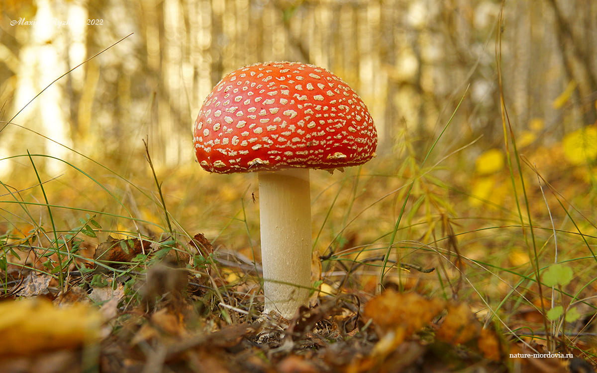 Мухомор красный (Amanita muscaria)