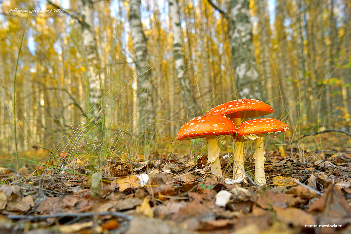 Мухомор красный (Amanita muscaria)