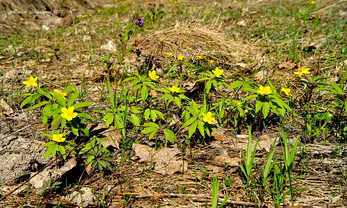 Ветреница лютиковая (Anemonoides ranunculoides)