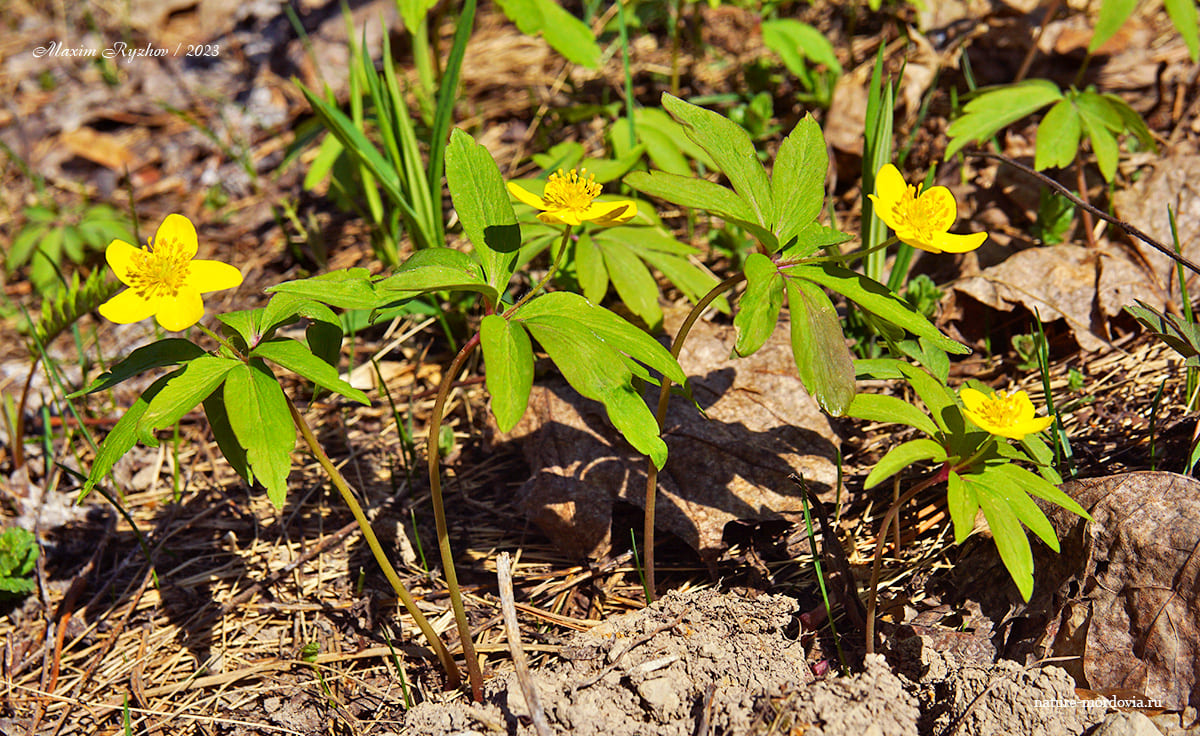 Ветреница лютиковая (Anemonoides ranunculoides)