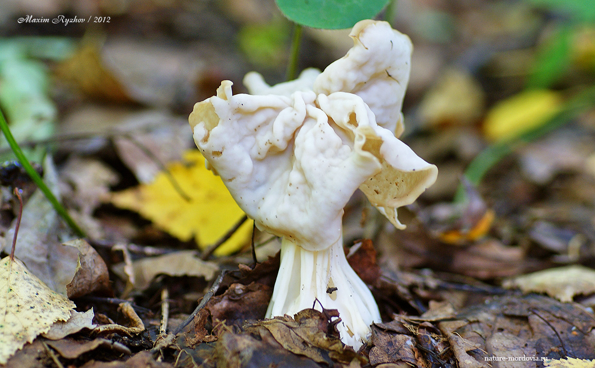 Лопастник курчавый (Helvella crispa)