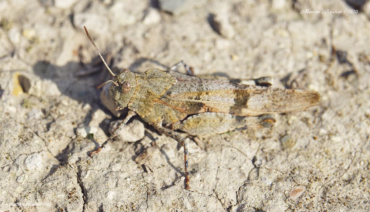 Кобылка голубокрылая (Oedipoda caerulescens)