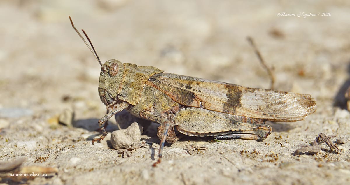 Кобылка голубокрылая (Oedipoda caerulescens)