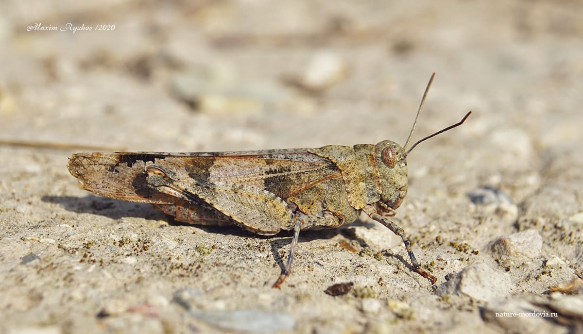 Кобылка голубокрылая (Oedipoda caerulescens)