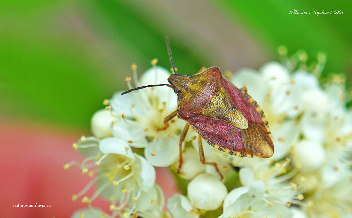 Щитник черноусый (Carpocoris purpureipennis)