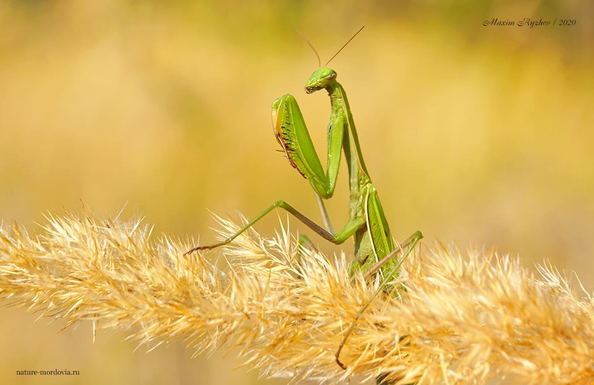Обыкновенный богомол (Mantis religiosa)