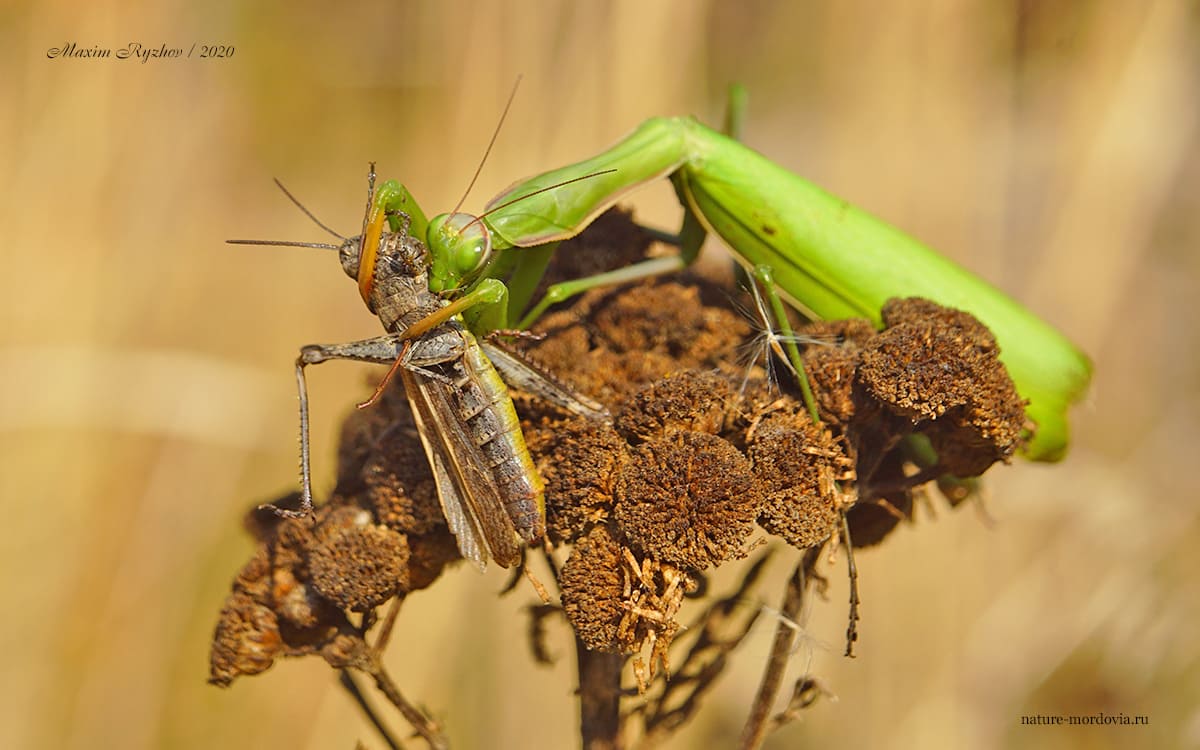 Обыкновенный богомол (Mantis religiosa)