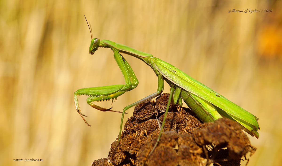 Обыкновенный богомол (Mantis religiosa)