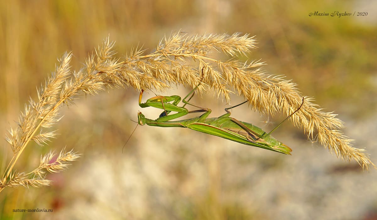 Обыкновенный богомол (Mantis religiosa)