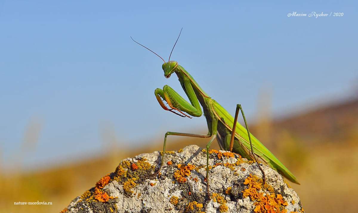 Обыкновенный богомол (Mantis religiosa)