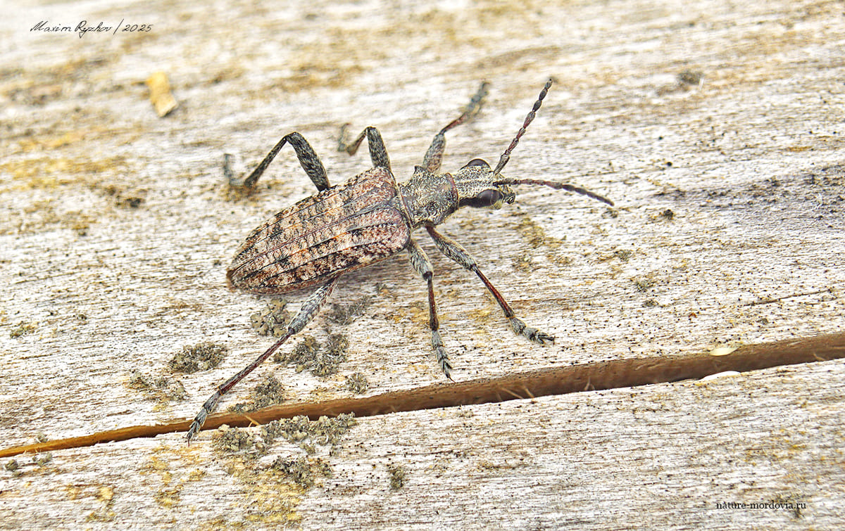 Рагий ребристый (Rhagium inquisitor) Рагий ребристый (Rhagium inquisitor)