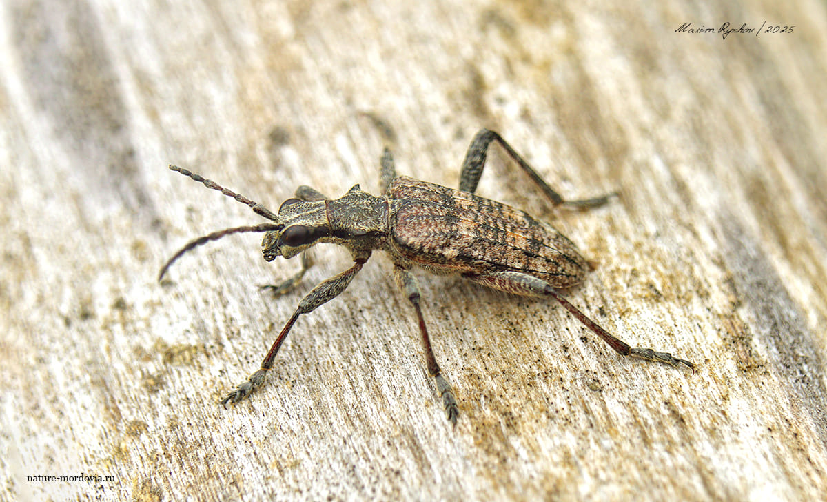 Рагий ребристый (Rhagium inquisitor) Рагий ребристый (Rhagium inquisitor)