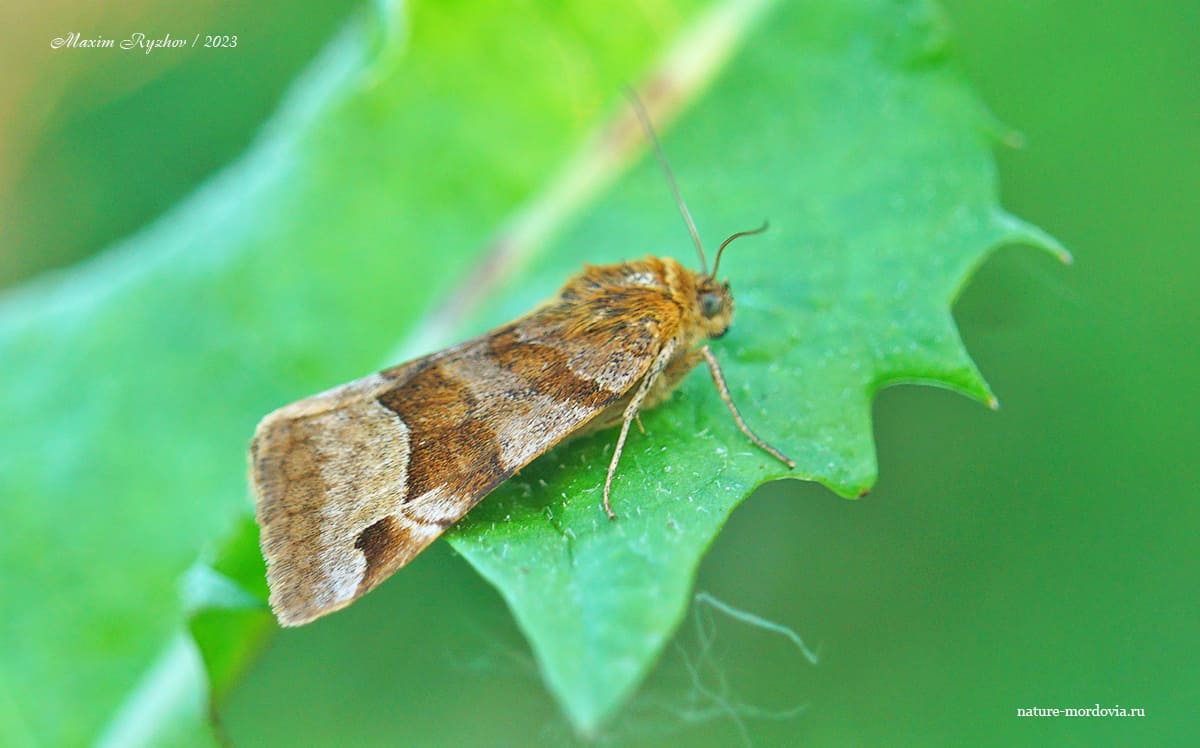 Совка клеверная бурая (Euclidia glyphica)