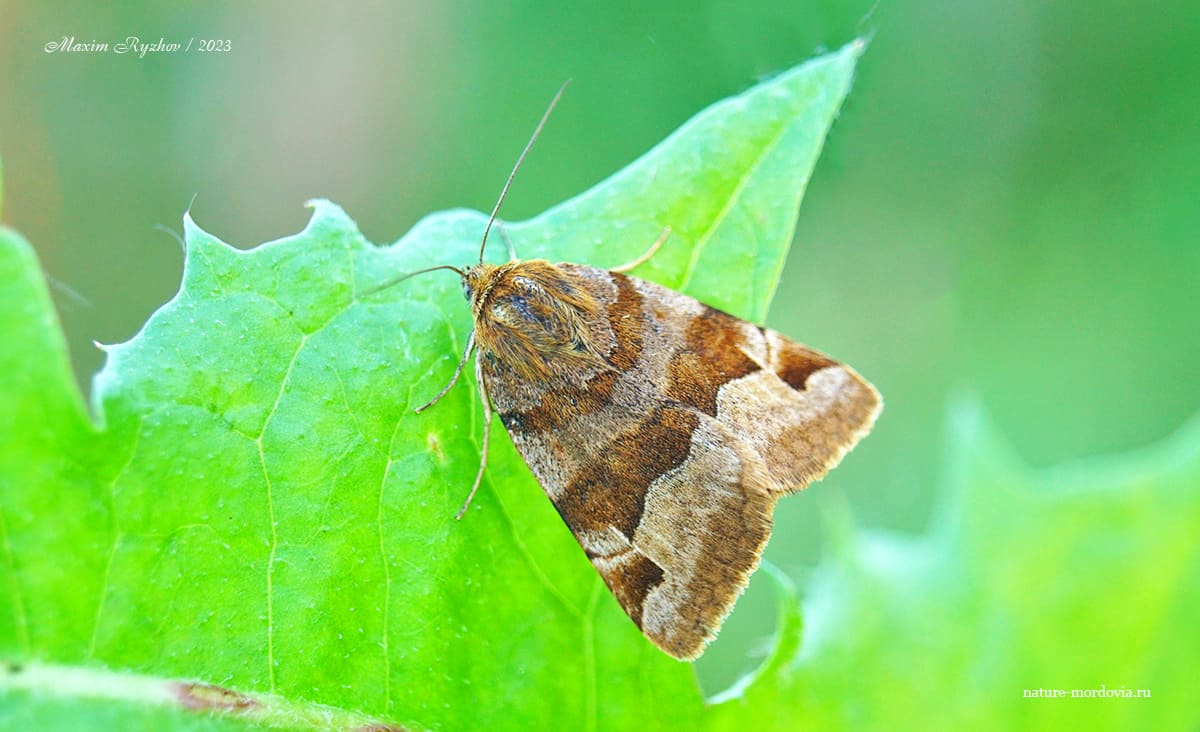 Совка клеверная бурая (Euclidia glyphica)