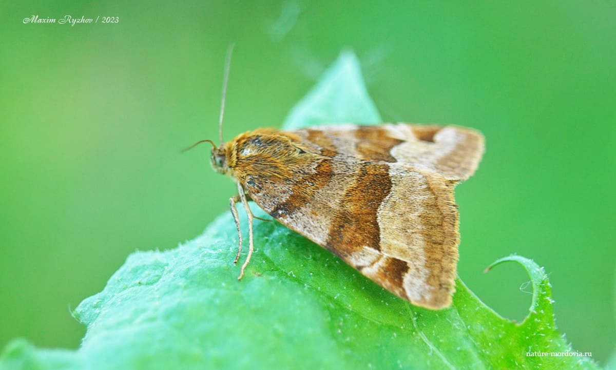 Совка клеверная бурая (Euclidia glyphica)
