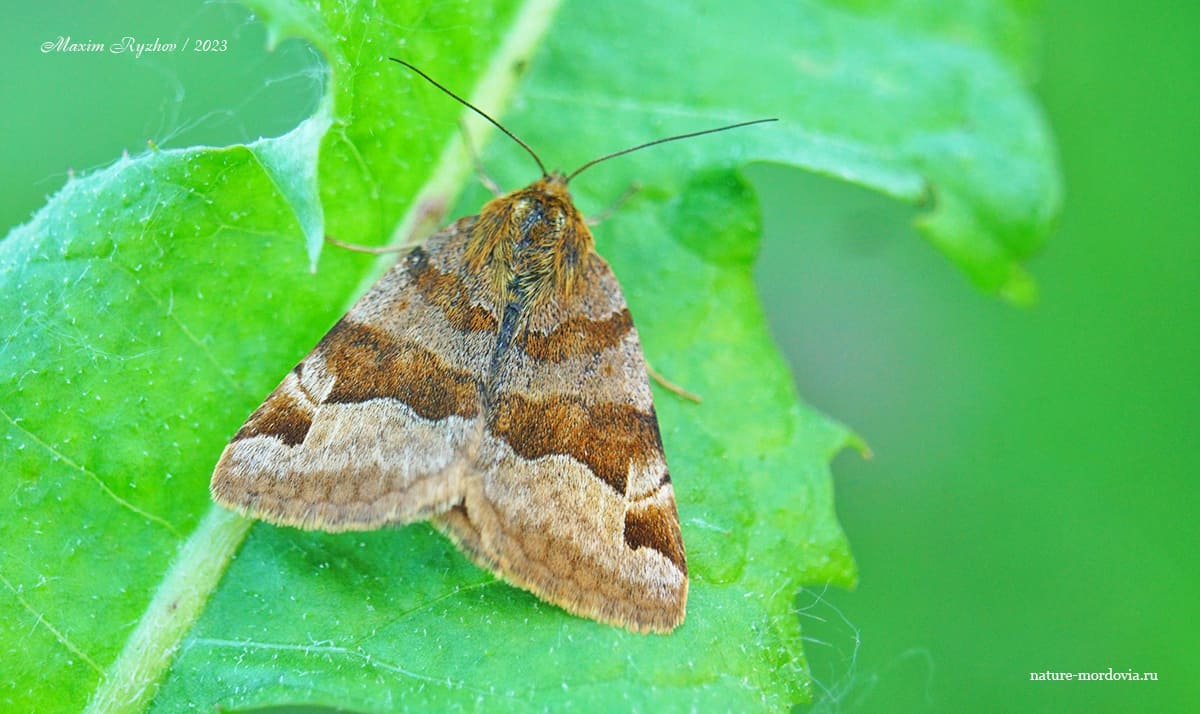 Совка клеверная бурая (Euclidia glyphica)