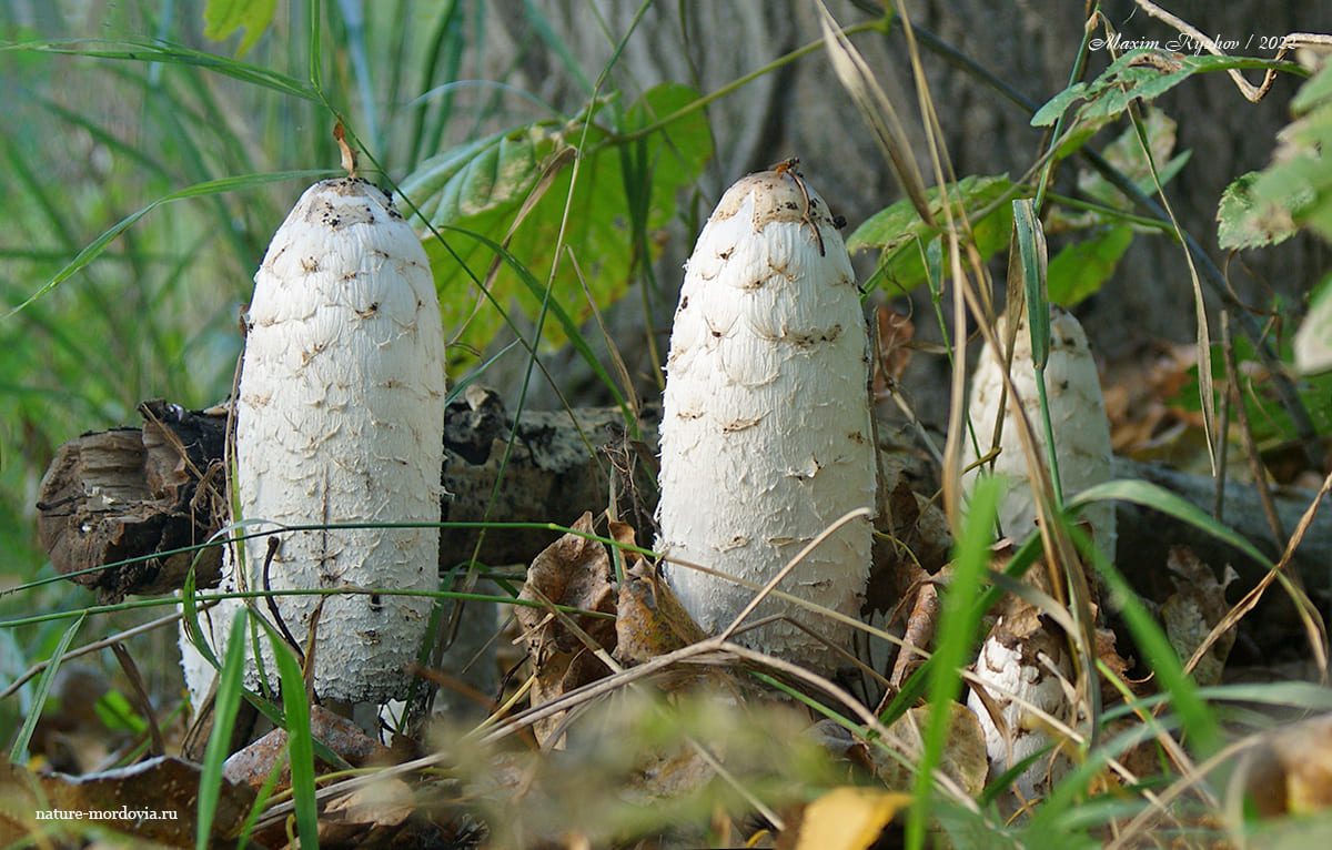 Навозник белый (Coprinus comatus)
