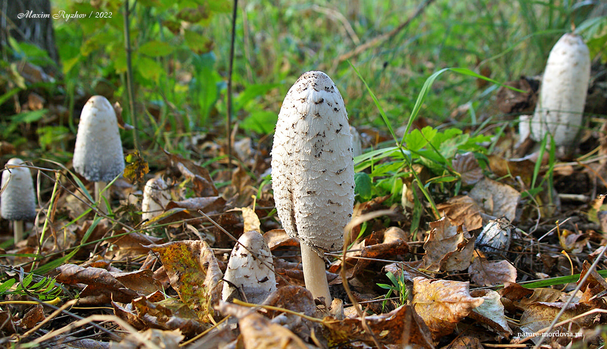 Навозник белый (Coprinus comatus)