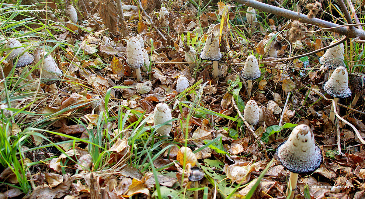 Навозник белый (Coprinus comatus)