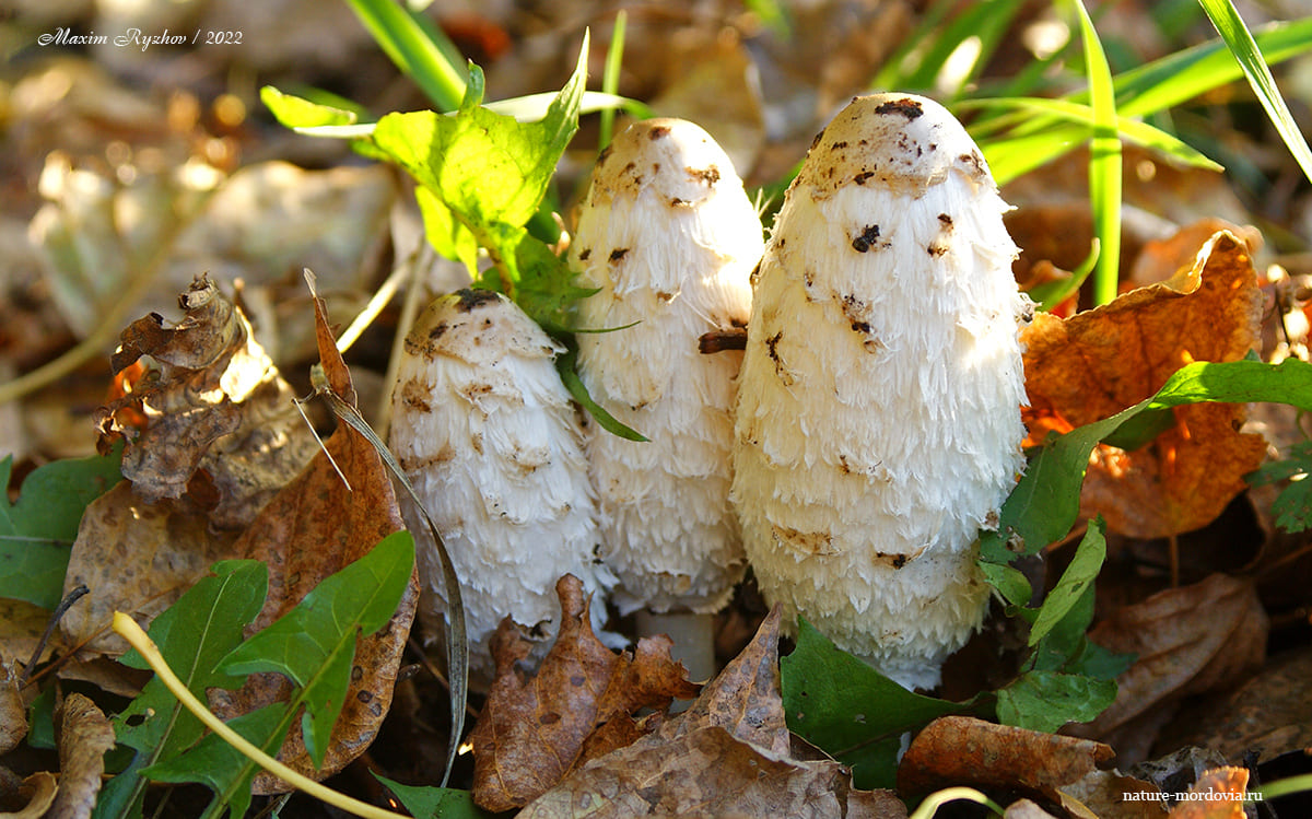 Навозник белый (Coprinus comatus)