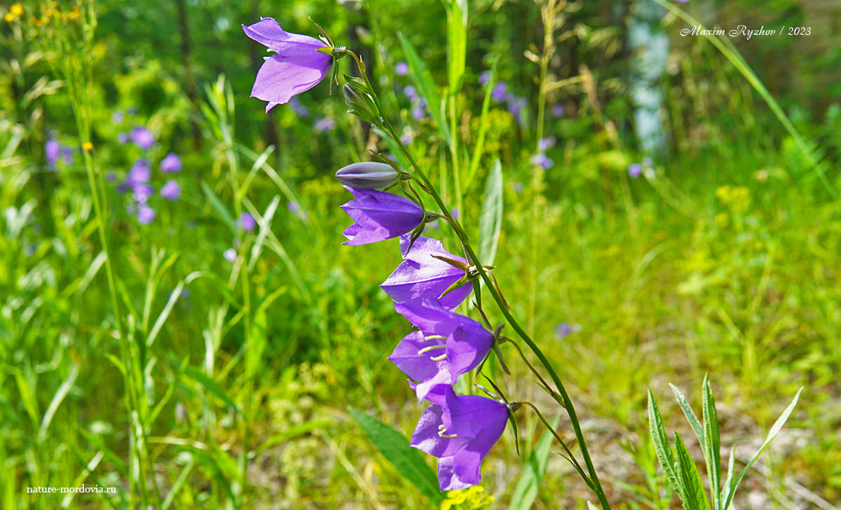 Колокольчик персиколистный (Campanula persicifolia)