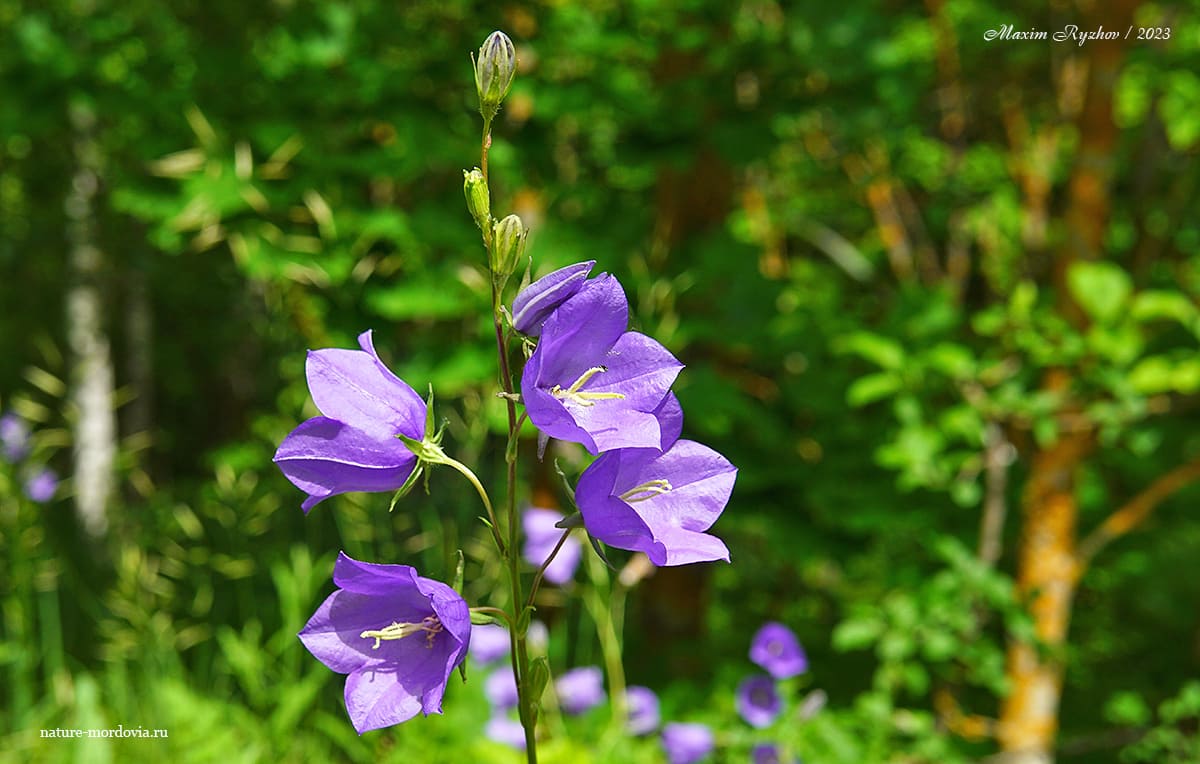 Колокольчик персиколистный (Campanula persicifolia)