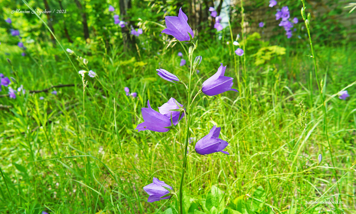 Колокольчик персиколистный (Campanula persicifolia)