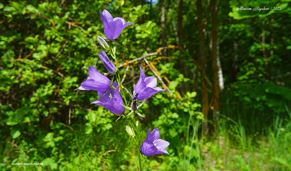 Колокольчик персиколистный (Campanula persicifolia)