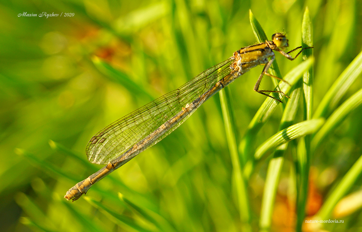 Стрелка голубая (Enallagma cyathigerum). Самка
